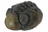 Bumpy Enrolled Morocops (Phacops) Trilobite #86410-1